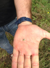 mouche. abeille