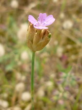 Oeillet sauvage (sous réserve)