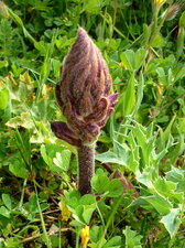 Orobanche du panicaud