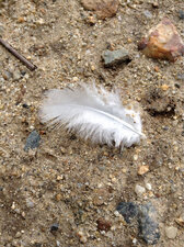 Plume