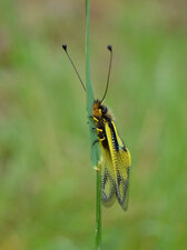 Ascalaphe