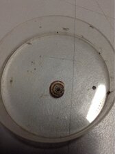 Petit escargot