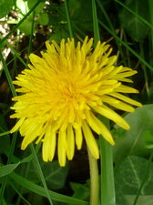 Fleur de pissenlit