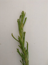 plante des marais