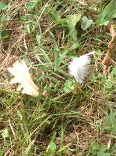plume blanche