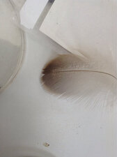 plume de chouette