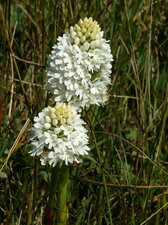 Orchidée pyramidale