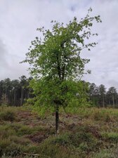 Quercus robur