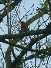Rouge-gorge familier