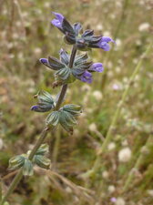 Sauge à feuille de verveine