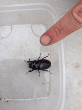 Scarabé petite biche ?