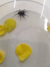 spider