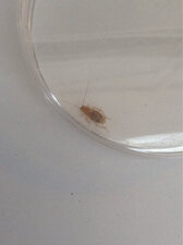 termite ? ou punaise ?
