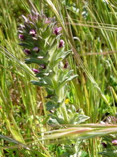 Trefle rouge (trifolium rubens) sous réserve