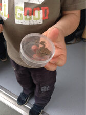 un crapaud