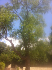 Ziziphus jujuba