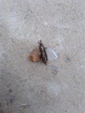 Grosse sauterelle morte ou mue ?