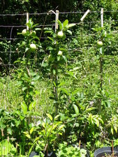 Pommier taillé