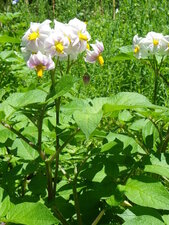Fleurs de patate