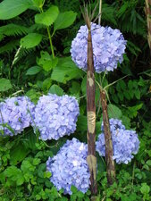 Hortensias et pousses de bambou