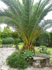Palmier