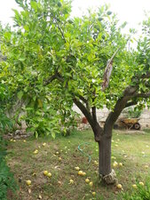 Citronnier