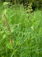 Vesce cultivée - vicia sativa