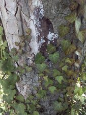 Lierre grimpant (Hedera helix L.)