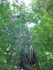 Plante épiphyte - ?