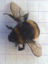 Bourdon