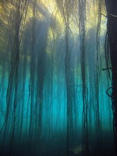 Forêt d