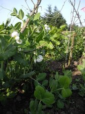 Pois mangetout Norli, Pisum sativum Norli