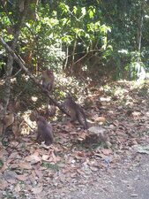 Macaques