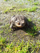 Crapaud
