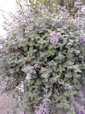 Menthe