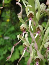Orchis bouc