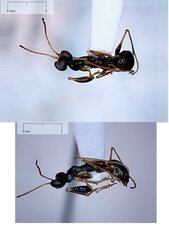 Gonatopus sp.