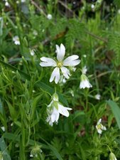 Stellaire à feuilles de graminées