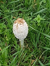 champignon inconnu ?