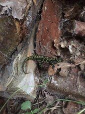 Triturus marmoratus - Triton marbré - Femelle