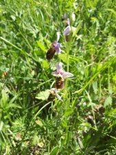 Ophrys fuciflora, Ophrys bourdon