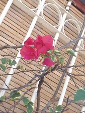 Bougainvilliers