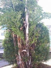 Le palmier Poisson multipliant 