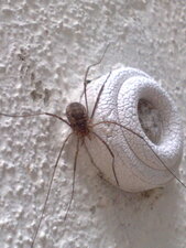 Phalangium opilio