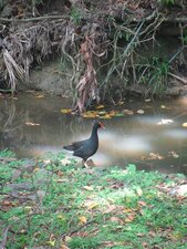 Gallinule poule d