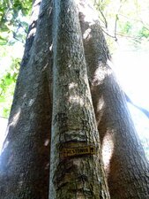 Alstonia Kep