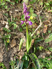Anacamptis palustris - Orchis palustris