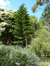Araucaria columnaris