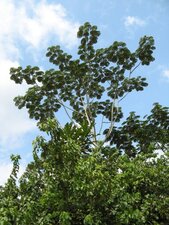 Arbre de la forêt équatoriale