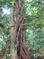 Termitières dans la forêt équatoriale